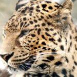 カルティエ腕時計 『パンテール』とは！？愛用する芸能人や買取価格も紹介！！【質屋かんてい局亀有店】